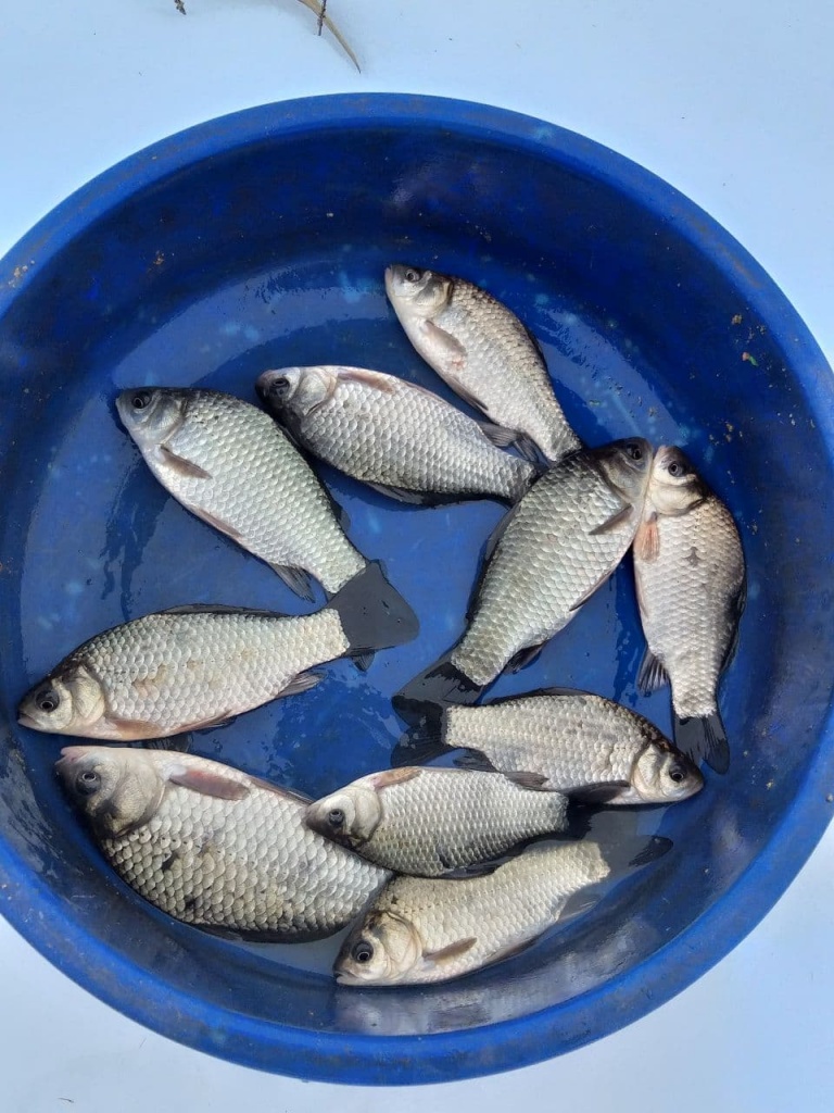 Ловля карася зимой (6).jpg